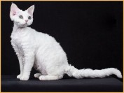 德文猫怎么挑选繁育级别?挑选德文卷毛猫一定要研究它的品相标准
