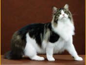 缅因猫叫声很特别，体型也很大，加白缅因猫也很甜美