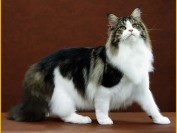 缅因猫叫声很特别,体型也很大,加白缅因猫也很甜美