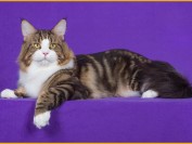 缅因猫能拉出去遛,碰到胆小又大又怂的缅因猫,就要避免吓到它