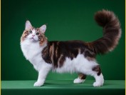 缅因猫粘人程度三颗星,寿命比较长,不怎么怕冷