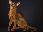 阿比猫为什么这么贵?阿比西尼亚猫繁育颜色?