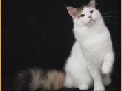 如何繁育缅因猫的花色?缅因猫的配种知识及配种毛色表