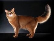 索马里猫舍必读《索马里猫品相详解电子书》索马利猫书籍