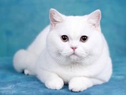 英短猫舍必读的《英国短毛猫品相详解电子书》英短猫书籍