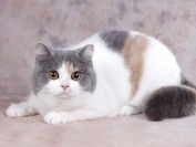 英短三花猫品相点评_三花英短品相鉴别实例详解_英短猫舍知识讲解