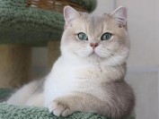英短蓝金渐层的价格主要是要看品相,正规猫舍价格一般上万元