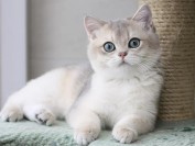 繁育英短蓝金渐层的猫舍不是很多,但蓝金渐层热度很高