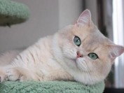猫耵聍腺疾病包括增生、囊肿或肿瘤，猫耵聍腺病变可表现为单个或多个肿块