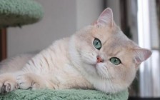猫耵聍腺疾病包括增生、囊肿或肿瘤，猫耵聍腺病变可表现为单个或多个肿块