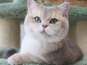 猫颈部屈曲病综合征,猫颈部屈曲病主要疗法