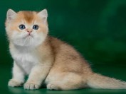英国短毛猫的颜色可以分为6大类,金渐层中NY12色最贵