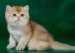 英国短毛猫的颜色可以分为6大类，金渐层中NY12色最贵