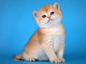 看英短品相的关键是英短品种标准,NY12是英短猫中比较贵的颜色