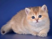 挑选金渐层的关键是英国短毛猫品相标准,金渐层分:黑金渐层色_蓝金渐层色