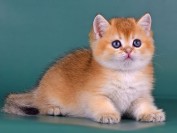 猫基底细胞瘤较为常见,暹罗猫、波斯猫的猫基底细胞瘤通常为良性