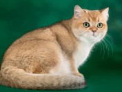 猫巴尔通体病的临床症状,猫巴尔通体病的传播及治疗