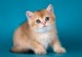 猫特应性皮炎免疫疗法，患特应性皮炎的大多数猫可用皮质激素控制