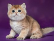 阿司匹林为酚类药物,猫阿司匹林中毒时的症状及治疗注意事项。