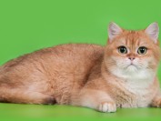 大家选购英短金渐层猫,记得参照英国短毛猫的品相标准