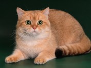 英短金渐层猫的价格要看具体的品相怎样,英短品相详解电子书
