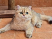 猫无形体病又称为埃利希体病、猫无形体病的诊断和疗法