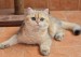 猫无形体病又称为埃利希体病、猫无形体病的诊断和疗法