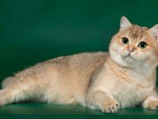 猫厌食症就是食欲丧失,猫厌食症辅助疗法,厌食症治疗注意事项