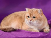 猫会贫血吗?引起猫贫血的原因,猫贫血应该怎么治疗?