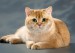 什么是猫腹水？猫腹水最常见的原因？猫腹水诊断治疗方法？