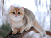 英短金渐层猫具有极富忍耐力的性格,蓝金渐层色号区分很简单