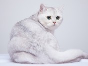 英短银渐层较少掉毛,母猫也会发腮,眼睛颜色蓝绿或黄绿色