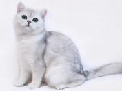 波斯猫、喜马拉雅猫脏脸综合征,波斯猫特发性面部皮炎病辅助疗法