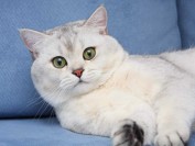 猫慢性支气管炎及哮喘的各种症状,对猫的慢性支气管疾病治疗