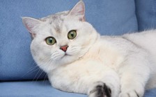 英短银渐层算不上名贵猫，价格一万多，寿命一般在13-15年