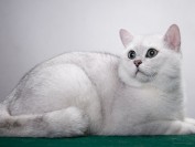 猫杯状病毒感染后最常见的临床症状,猫杯状病毒主要疗法抗生素