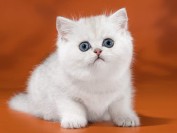 英短银点和渐层颜色相近,银点猫价格略贵一些,寿命12~15岁