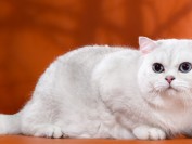 英短银渐层猫性格黏人听话,价格不便宜,爪子颜色为黑色