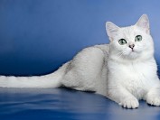 成年英国短毛猫跟幼猫的价格差不多，纯白英短市场上比较少