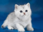 银渐层猫并非什么品种，英短银点的品相挑选先看眼睛颜色