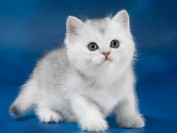 猫芽生菌病治疗注意事项,猫芽生菌病首选药物伊曲康唑