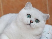 英短银点_银渐层的品相标准一致、价格不存在哪个贵的说法