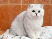 英短银渐层5~8月开始发腮变包子脸,饲养银渐层猫要注意均衡喂食