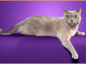 猫眼白内障发病的原因,猫白内障病主要疗法