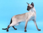 什么是猫肢端肥大症?胰岛素抗性糖尿病是猫肢端肥大症的临床症状