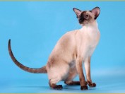 早期猫痤疮的主要特点,猫痤疮诊断,猫痤疮主要疗法