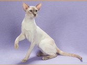 猫放线菌病偶见于猫,猫放线菌病的各种表现。