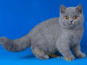 英短蓝猫血统追踪_英短猫相关知识问答