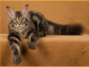 棕色赛级缅因猫图片鉴赏!宠物级缅因猫与繁育级缅因猫的区别?