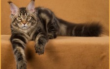 棕色赛级缅因猫图片鉴赏！宠物级缅因猫与繁育级缅因猫的区别？